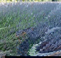 Melton - Tourism Adelaide