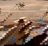 Monarto Safari Park - Tourism Adelaide