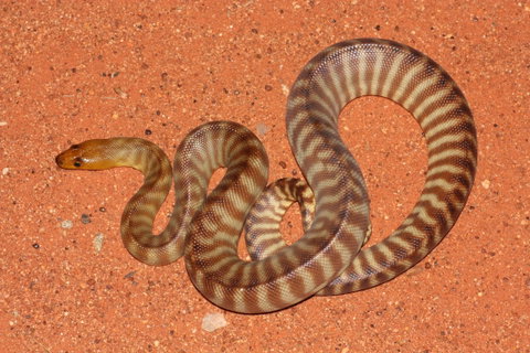 Red Desert Reptiles - Tourism Adelaide 0