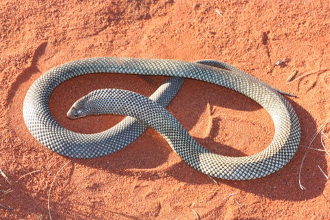 Red Desert Reptiles - Tourism Adelaide 1