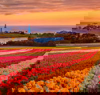 Table Cape - Tourism Adelaide