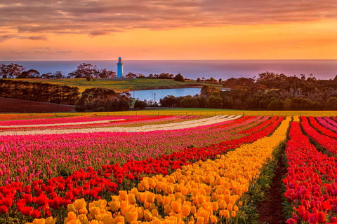 Table Cape - Tourism Adelaide 0