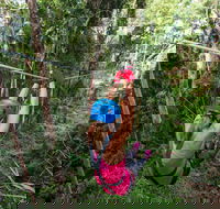 TreeTop Challenge - Sunshine Coast - Tourism Adelaide