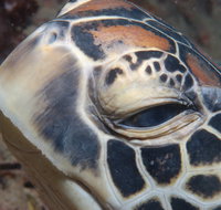 Turtle Bommie - Tourism Adelaide