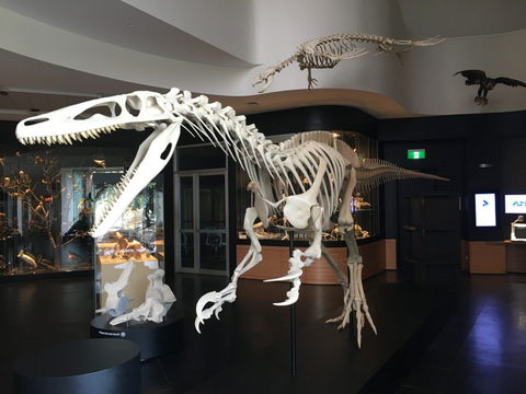 UNE Natural History Museum - Tourism Adelaide 0