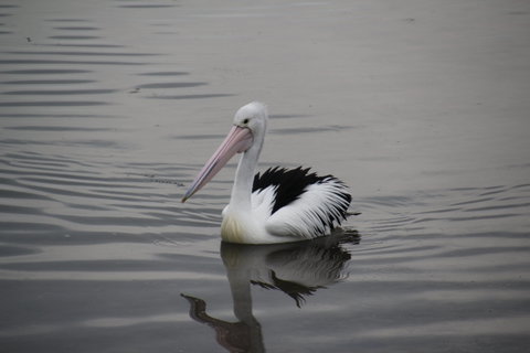 Woolley's Beach Walk - Tourism Adelaide 1