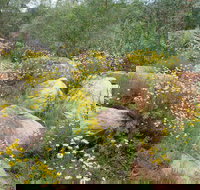 Ben Hall's Cave Walking Track - Tourism Adelaide