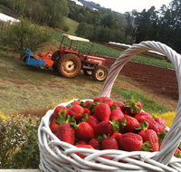 Blue Hills Berries and Cherries - Tourism Adelaide