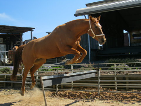 Boggy Creek Show - Tourism Adelaide 1