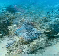 Child Island Dive Site