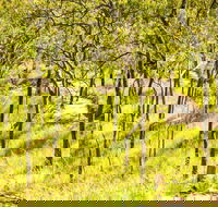 Davies Creek Mountain Bike Park - Tourism Adelaide