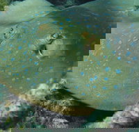 Fitzroy Island Dive Site - Tourism Adelaide