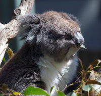 Gorge Wildlife Park - Tourism Adelaide
