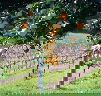 Harvey - Tourism Adelaide