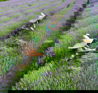 Lavandula Swiss Italian Farm - Tourism Adelaide