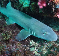 Middle Reef Dive Site - Tourism Adelaide