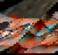 Opalton - Tourism Adelaide