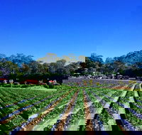 Palmview - Tourism Adelaide