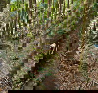 Palm Forest Walking Track - Tourism Adelaide