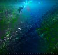 Piccaninnie Ponds Conservation Park - Tourism Adelaide