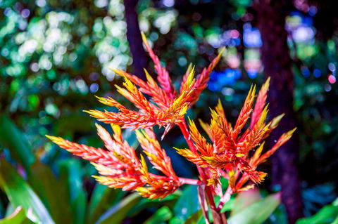 Queens Gardens - Tourism Adelaide 2