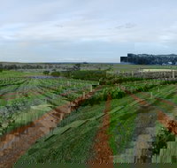 Razorback Cawdor Camden Park - Tourism Adelaide