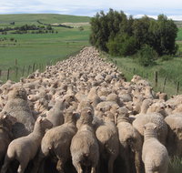 Curringa Farm - Accommodation and Farm Tours - Tourism Adelaide
