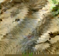 Darling Downs Zoo - Tourism Adelaide