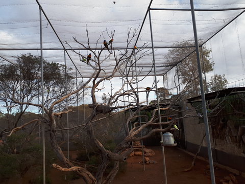 Eyre Reptile & Wildlife Park - Tourism Adelaide 2