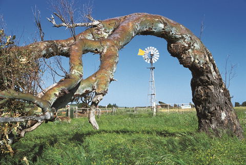 Greenough Leaning Trees - Tourism Adelaide 0