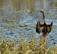 Lake Apex Park - Tourism Adelaide