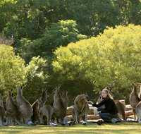 Lone Pine Koala Sanctuary - Tourism Adelaide