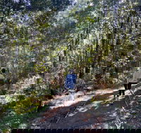 Lyrebird Circuit Walk - Tourism Adelaide