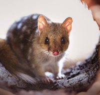 Mulligans Flat Woodland Sanctuary - Tourism Adelaide