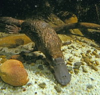 Platypus Pool - Tourism Adelaide