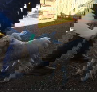 Taralga Wildlife Park