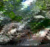 Wirrawilla Rainforest Walk - Tourism Adelaide