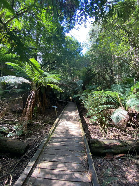 Wirrawilla Rainforest Walk - Tourism Adelaide 0