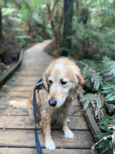 Wirrawilla Rainforest Walk - Tourism Adelaide 1