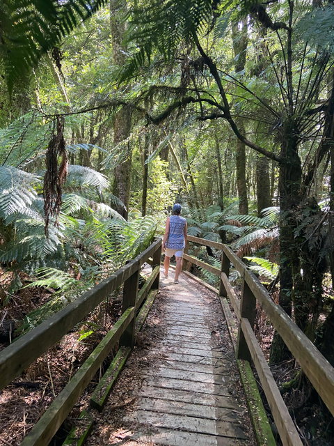 Wirrawilla Rainforest Walk - Tourism Adelaide 2