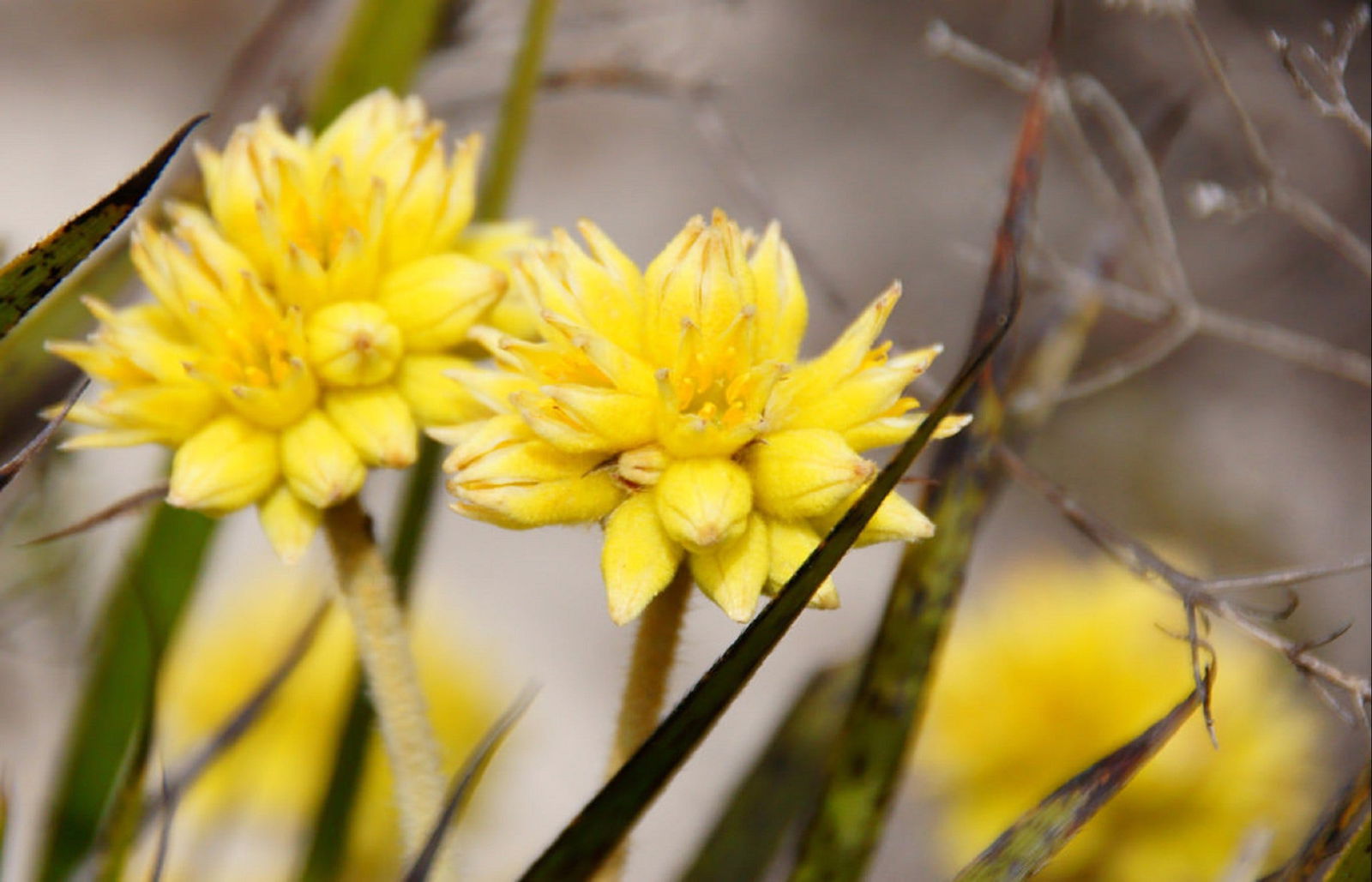 Mimegarra WA Tourism Adelaide