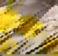 Cataby - Tourism Adelaide