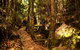 Cave Creek Walking Track - thumb 2