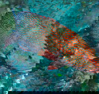 Cobia Hole Dive Site - Tourism Adelaide