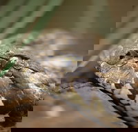 Discover Deadly - Tourism Adelaide