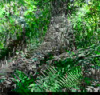 Djiru National Park - Tourism Adelaide