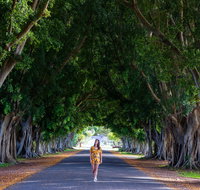 Fig Tree Avenue - Tourism Adelaide