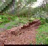 Forest Walking Track Gibraltar Range National Park - Tourism Adelaide