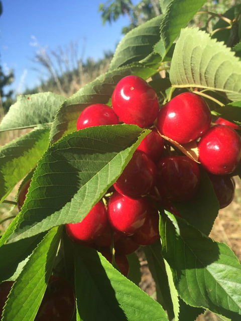 Hill-Lock Orchard - Tourism Adelaide 1