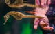 Seahorse World - thumb 0